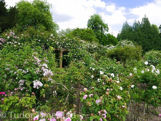Rose Garden Wilton House